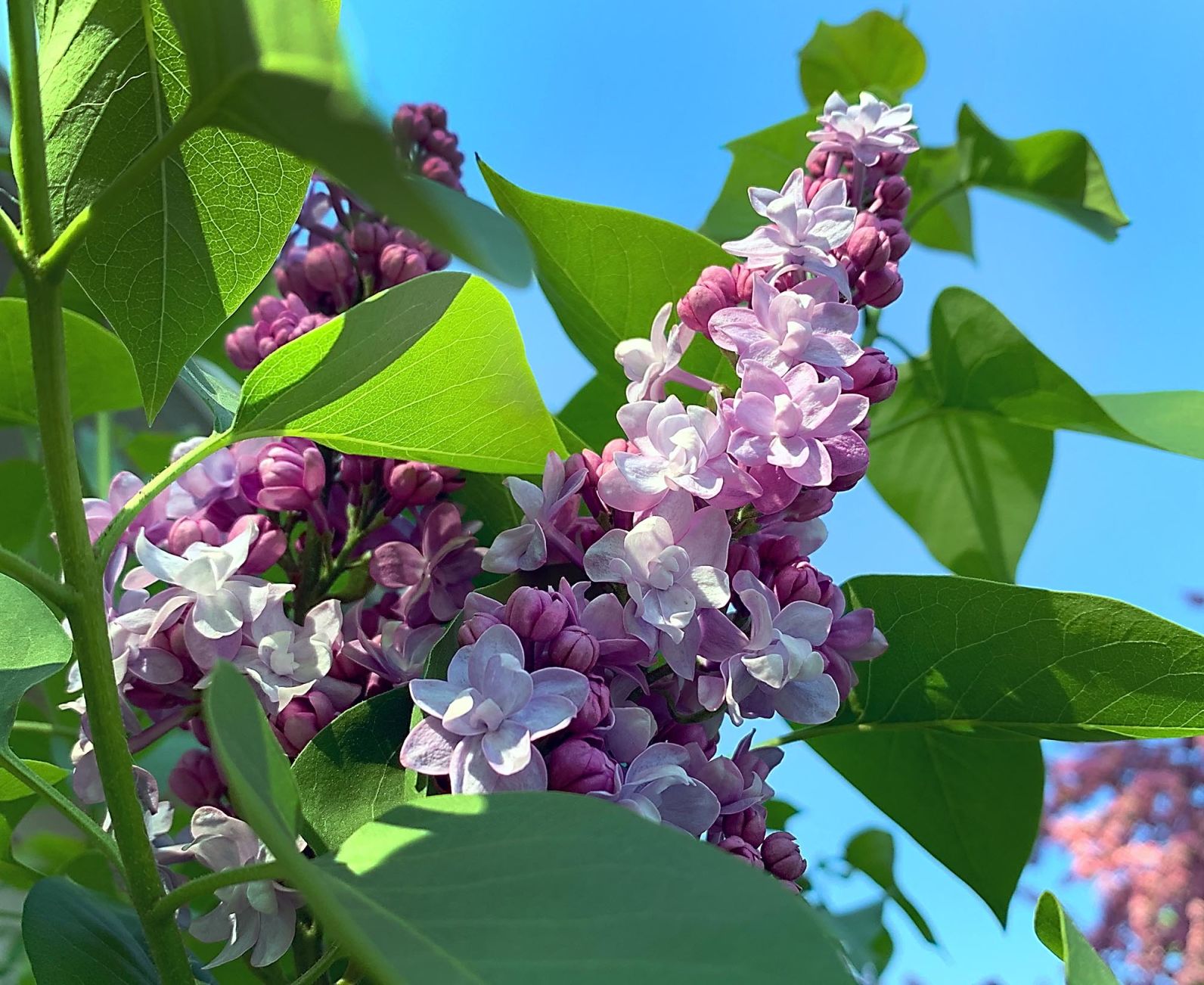 Lilacs